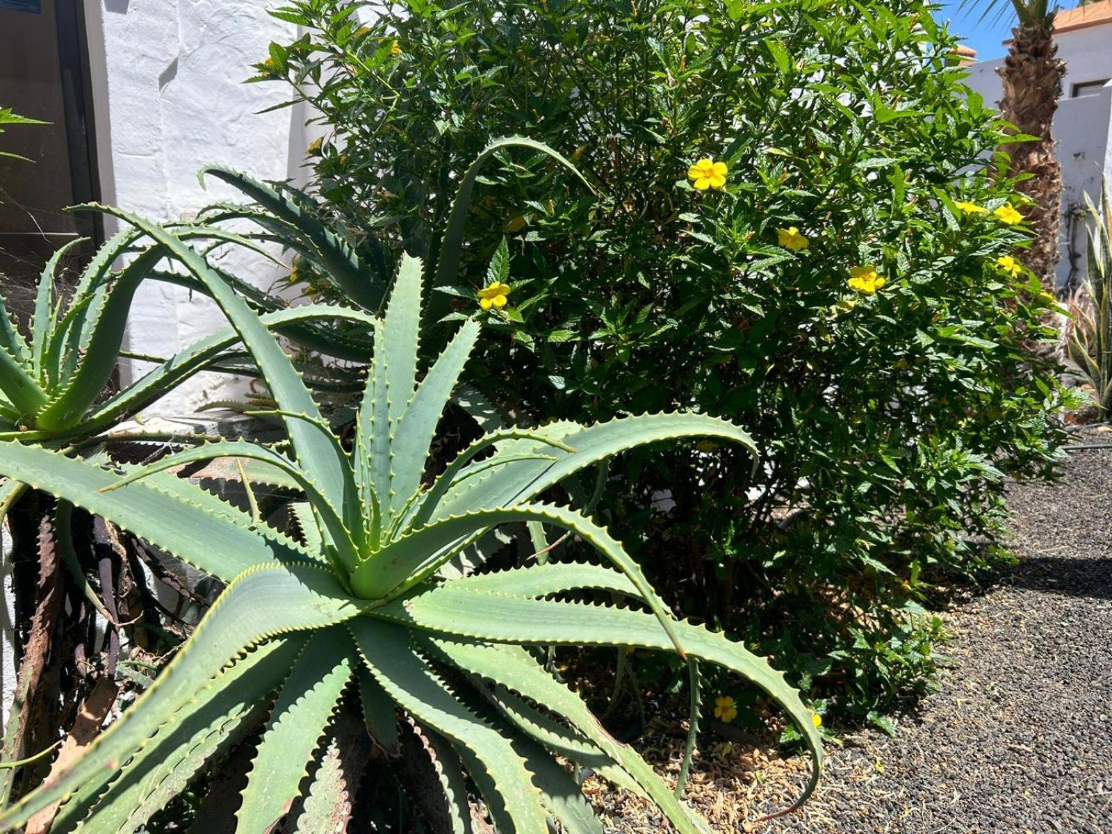 Apartamentos Gala Corralejo Dış mekan fotoğraf